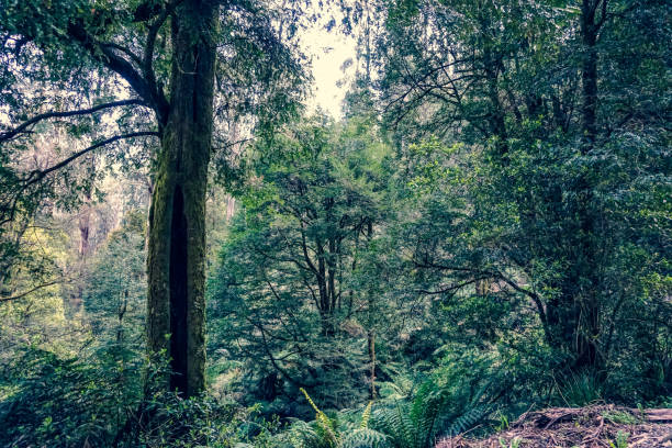 istock View into the rainforest in Australia. 1352300233