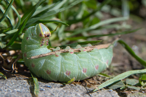 cute colorful green caterpillar stock photo