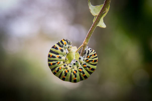 cute colorful green caterpillar stock photo