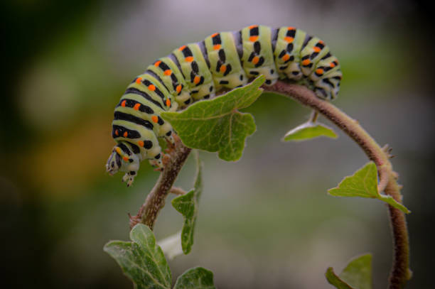 caterpillar on a leaf stock photo