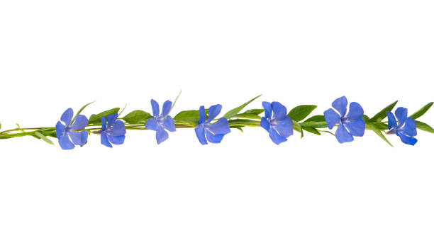 istock beautiful periwinkle flower isolated 1352300724