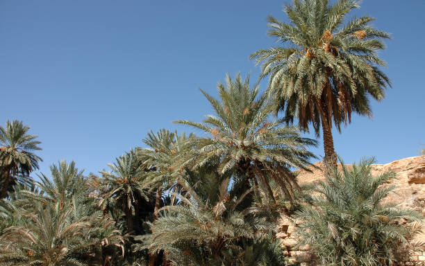 istock Tafilalet and Rissani, south-eastern Morocco 1352300776