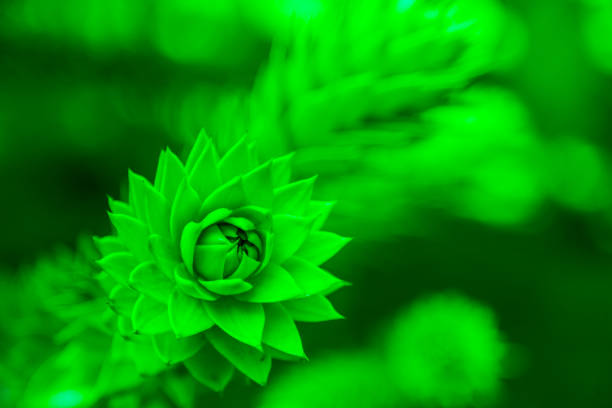 A green flower unfolding, opening with symmetrical petals pattern. Close-up