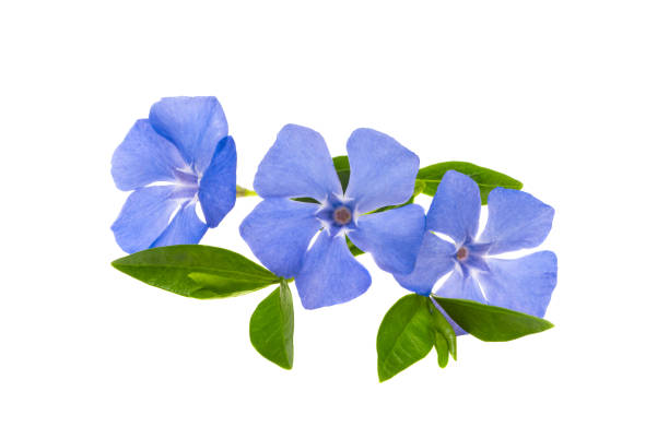 istock beautiful periwinkle flower isolated 1352301384