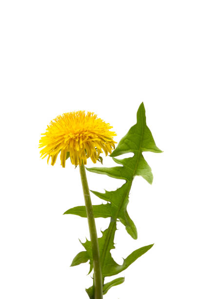 istock dandelion flowers isolated 1352302653