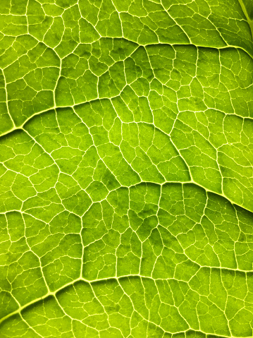 A full frame image of a green leaf showing the natural intricate structure and connection of the leaf vein pattern.  The close-up leaf is back lit.