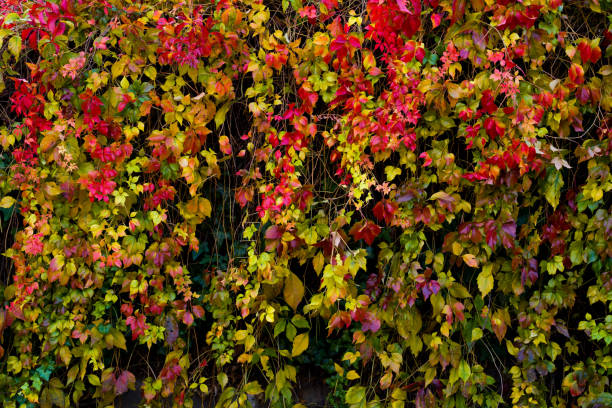 istock Nature pattern of multicolored climbing plants in autumn 1352305162