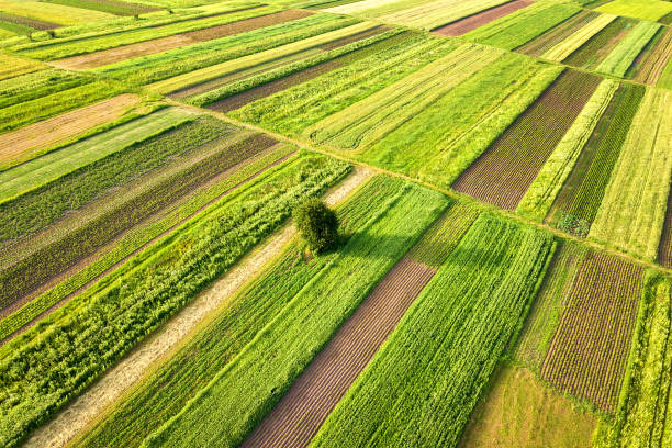 istock Aerial view of a single tree growing lonely on green agricultural fields in spring with fresh vegetation after seeding season on a warm sunny day. 1352305418