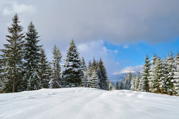 istock Pine trees covered with fresh fallen snow in winter mountain forest on cold bright day. 1352305510