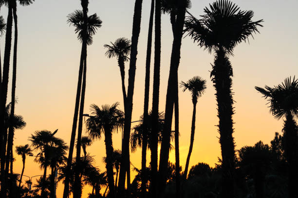 istock Palm silhouettes in sunset colors 1352305625