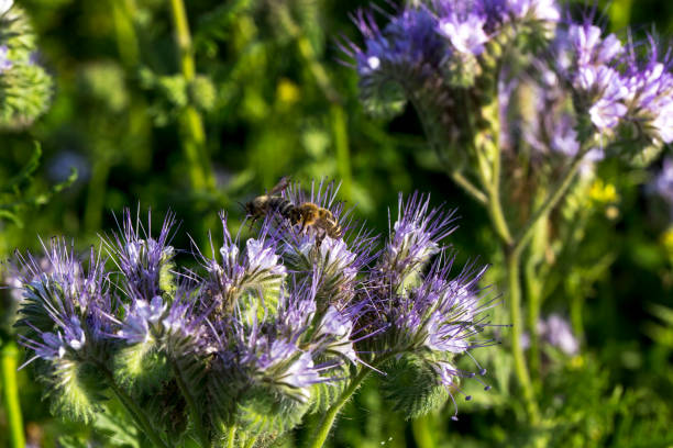 istock bees and flowers 1352306585