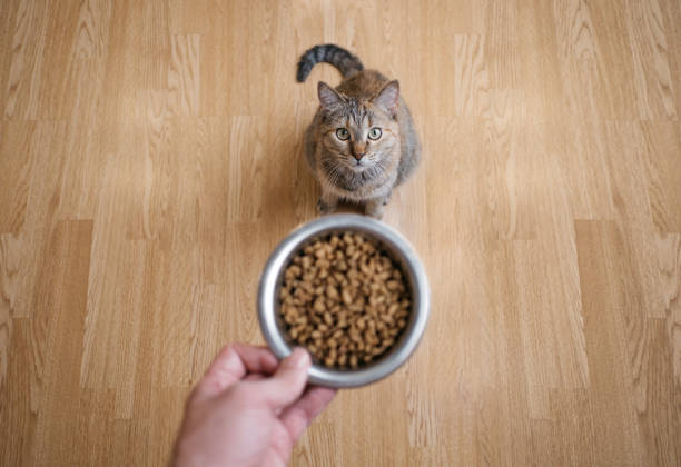The cat is waiting to be fed. stock photo