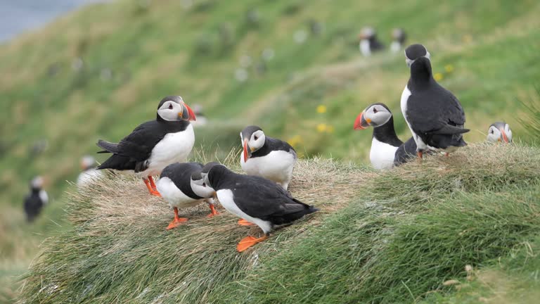 Atlantic Puffins