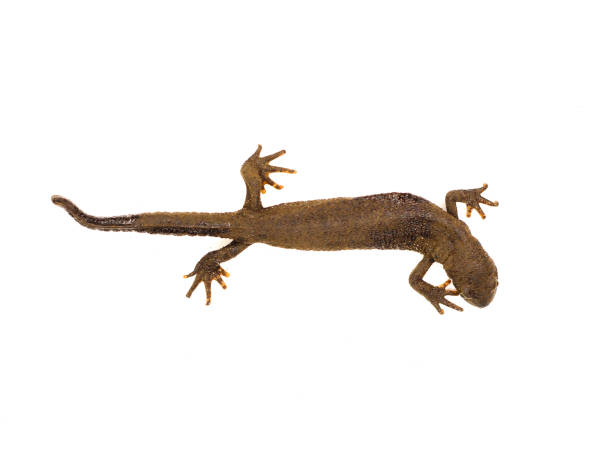 istock Common newt isolated on white 1352307118