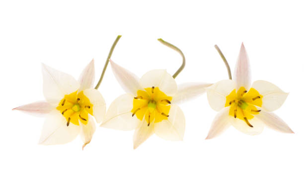 istock wild tulip flower isolated 1352307148
