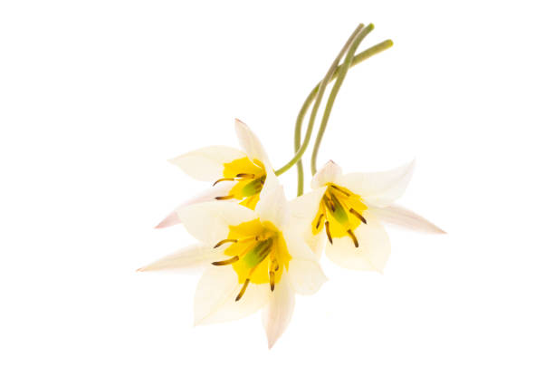 istock wild tulip flower isolated 1352307317