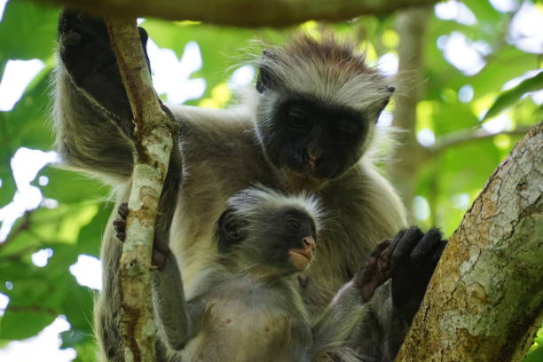 istock Mother and child monkey in tree looking away 1352307981