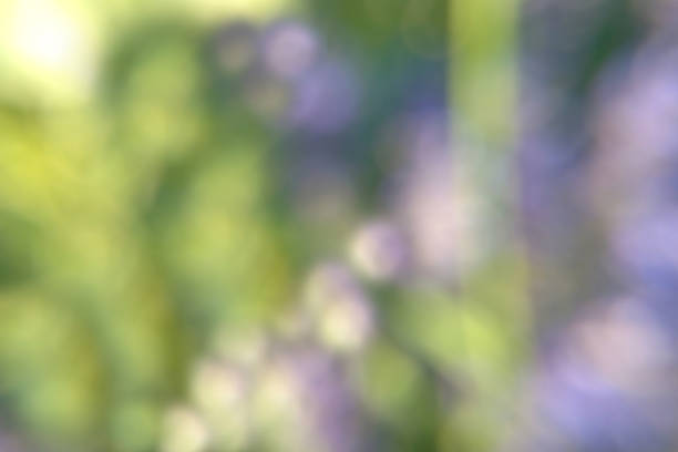 istock Blurred nature background, abstraction of forest flora 1352308170