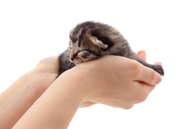 istock Little gray kitten on the hands. 1352308350