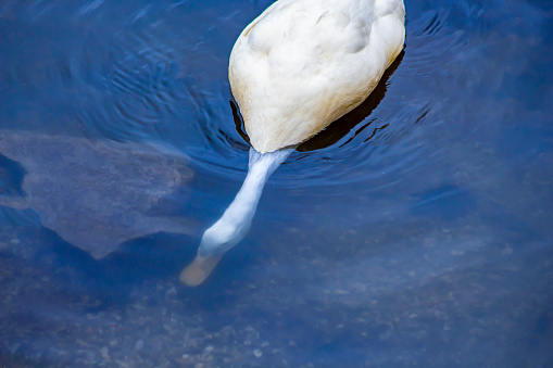 A duck (American Pekin or Long Island) is feeding below the surface of the water. The body is above the water