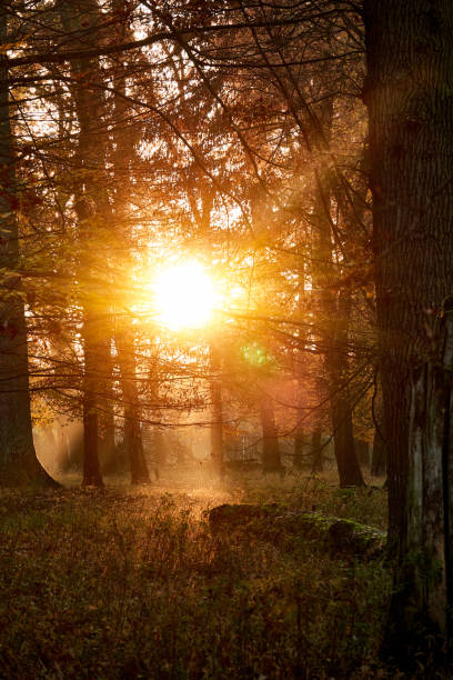 Sunset in the autumn forest