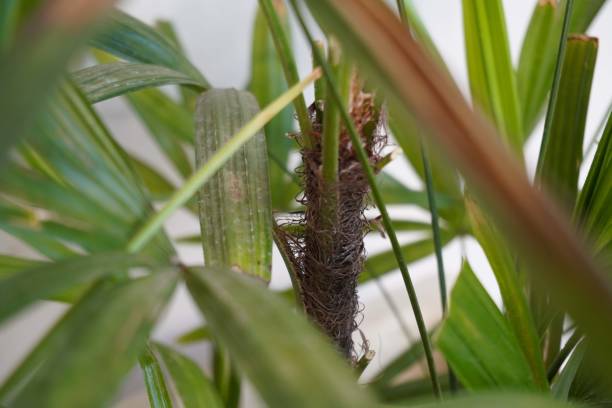 planta raphis - raphis fotografías e imágenes de stock