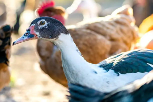 Photo of Ducks feed on traditional rural barnyard. Detail of a duck head. Close up of waterbird standing on barn yard. Free range poultry farming concept.