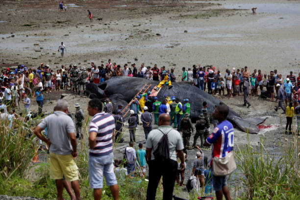 humbak zabity w salwadorze - whale sperm whale beached dead animal zdjęcia i obrazy z banku zdjęć