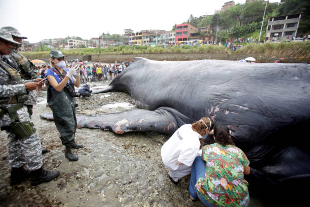 humbak zabity w salwadorze - whale sperm whale beached dead animal zdjęcia i obrazy z banku zdjęć