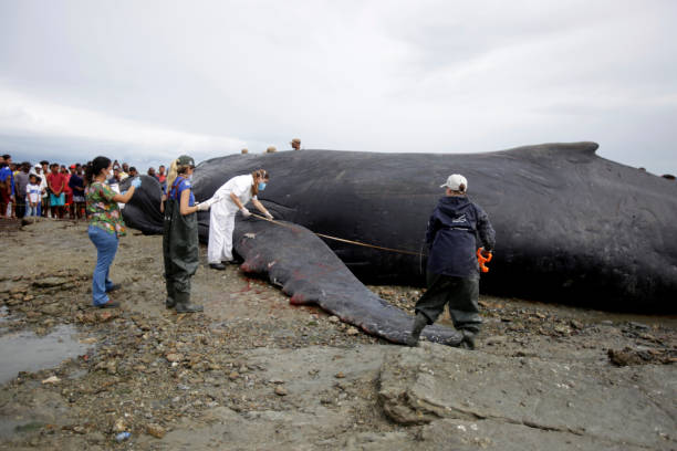 humbak zabity w salwadorze - whale sperm whale beached dead animal zdjęcia i obrazy z banku zdjęć