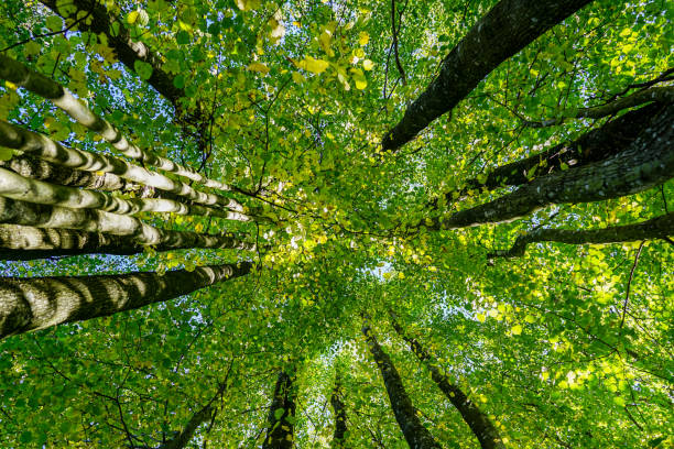 istock view from the bottom up on the deciduous forest canopy in summer 1352311139