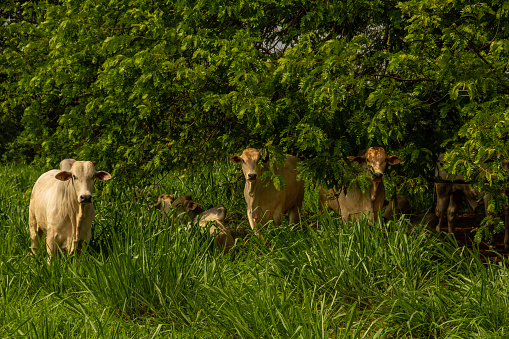 Goiânia, Goias, Brazil – November 07, 2021: Some cows resting on the grass and under a large, lush tree.
