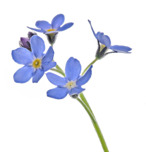 istock four fine blue forget-me-not blooms on stem 1352312822