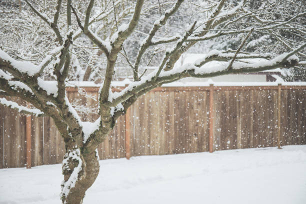 Snow After a Winter Storm in Washington State