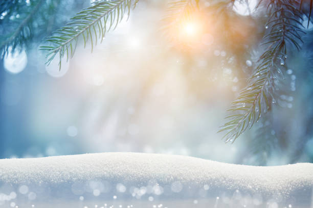 istock Pine tree background for Christmas decoration with snow and defocused lights 1352314678