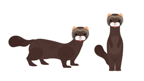 Brown mink. Mink in a flat style. Isolated, vector. Vector illustration in eps10 format for you and your design. polecat stock illustrations