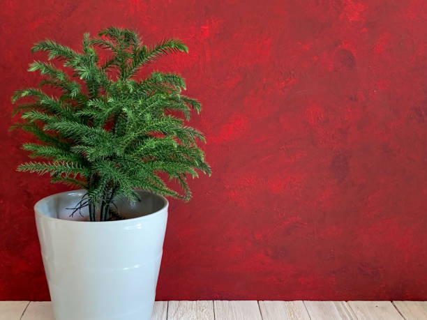 Christmas Tree, Norfolk Island Pine Potted houseplant for holiday decorations, white wood floor and red background araucaria heterophylla stock pictures, royalty-free photos & images