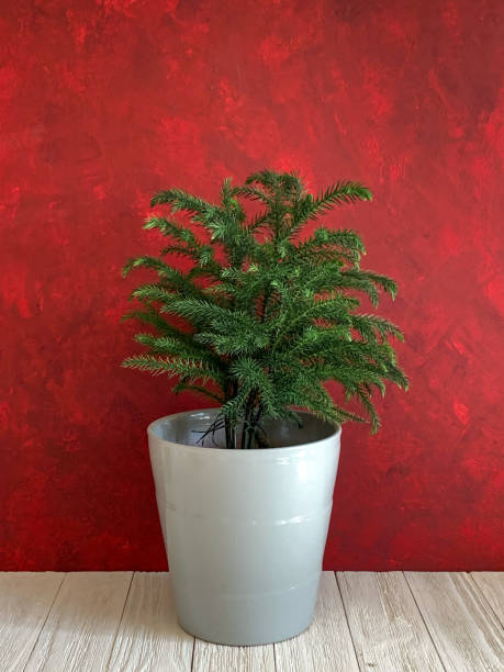 Christmas Tree, Norfolk Island Pine Potted houseplant for holiday decorations, white wood floor and red background araucaria heterophylla stock pictures, royalty-free photos & images