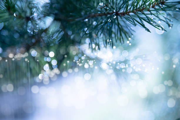 Pine tree background for Christmas Decoration with defocused lights