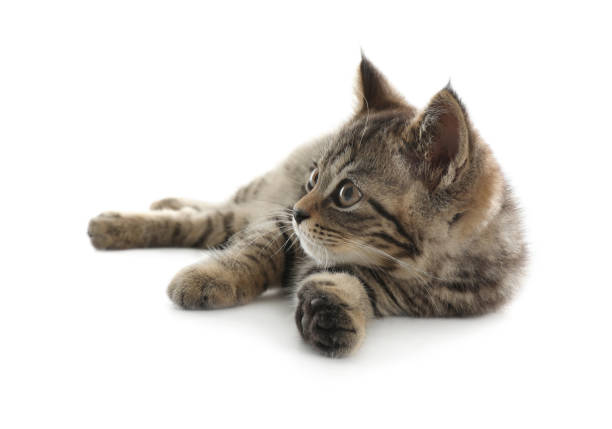 istock Cute tabby kitten on white background. Baby animal 1352316798