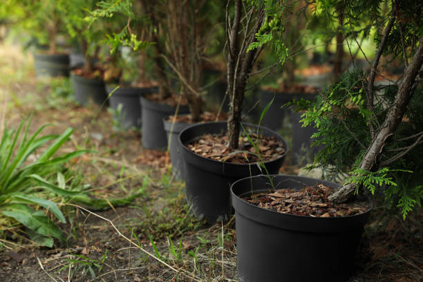 istock Thuja trees in pots. Planting and gardening 1352317325