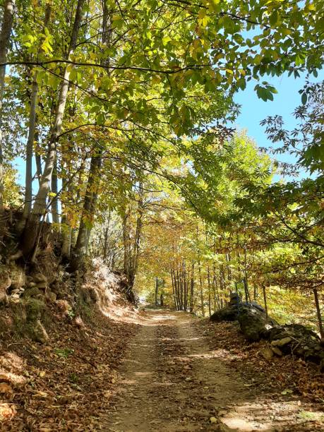 istock Chestnut trees in autumn 1352318047