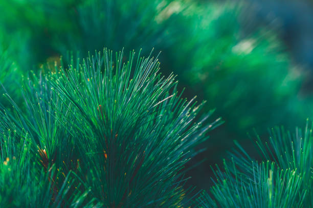 istock Forest background of pine needles 1352318068