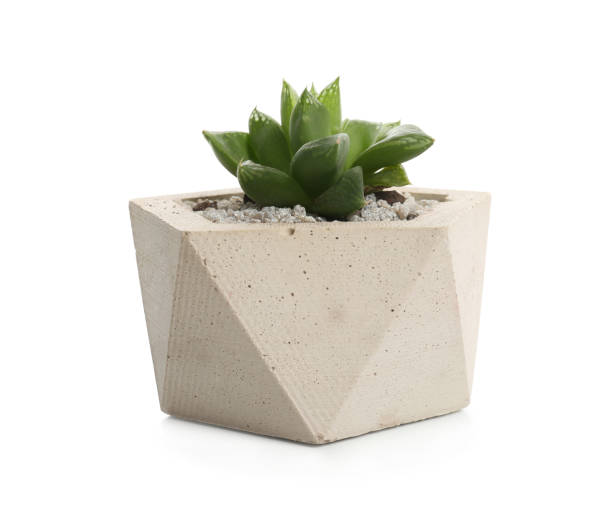 istock Succulent plant in concrete pot isolated on white 1352318223