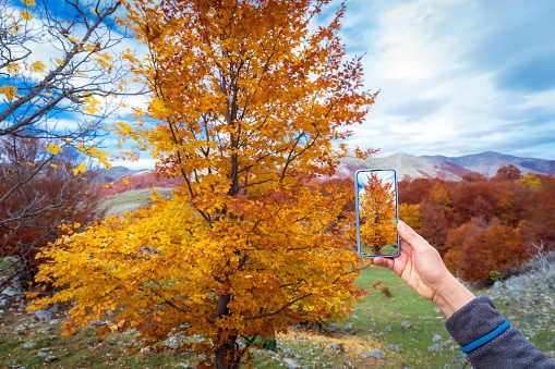 Hiker photographs the foliage of the trees with his mobile phone, during the autumn season.