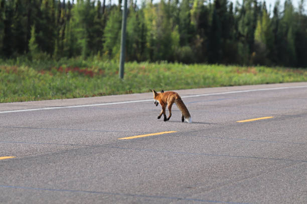 istock A fox crossing the highway in a forest area 1352319467