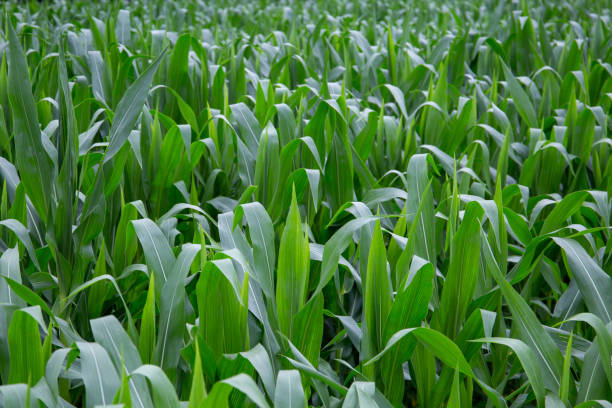 istock Green corn plant growing in front of the mountains 1352319704