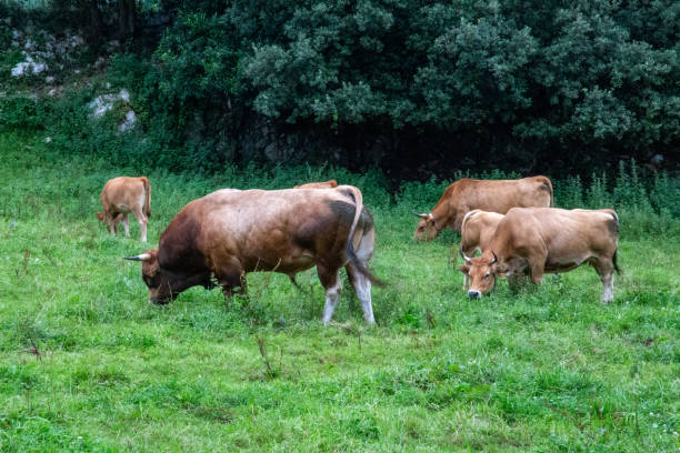 istock Cows grazing on green grass 1352319753