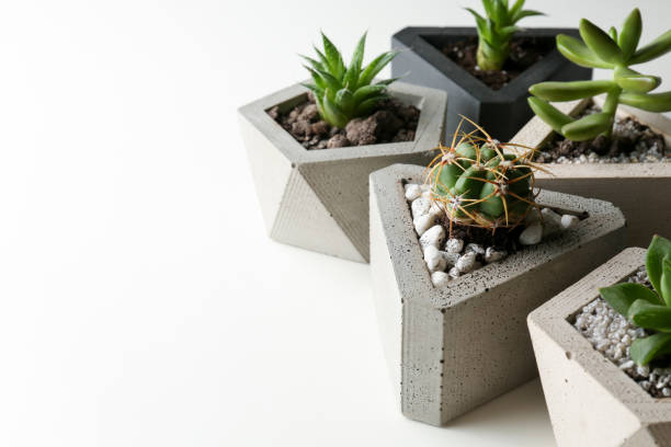 istock Succulent plants in concrete pots on white table, closeup 1352320905