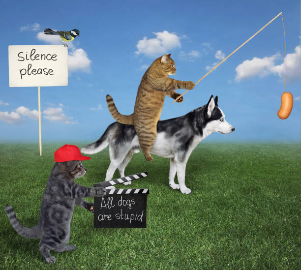 istock Cat gray making movie about dogs 1352321985